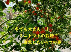 ミニトマトを冬に育てたい！！そんなチャレンジャーはいませんか？